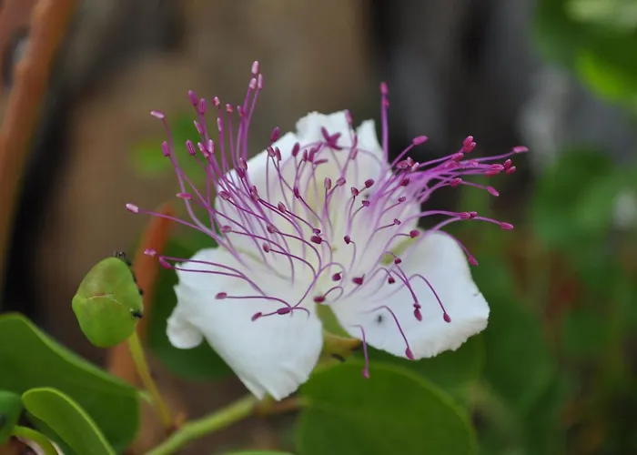 Domo Masciaredda - Natura, Relax E Vista Mozzafiato Daire *