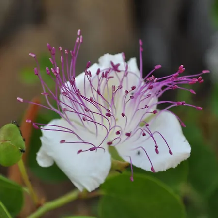 Domo Masciaredda - Natura, Relax E Vista Mozzafiato 公寓 *